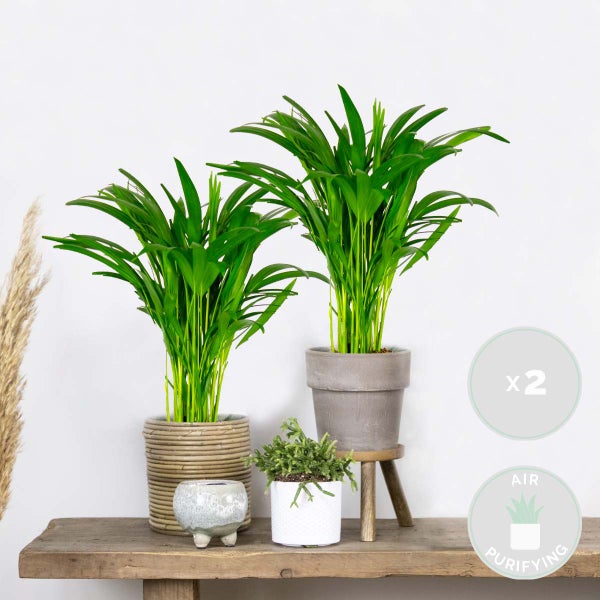2x Dypsis Lutescens - Goldpalme - Zimmerpflanze - Pflegefreundlich – ⌀14 cm - ↕40-50 cm