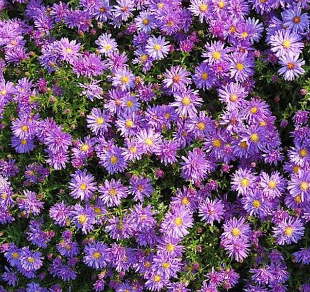 Nahaufnahme von lila Herbstastern mit gelben Blütenkörbchen.