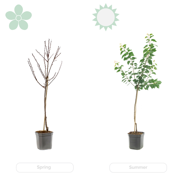 Bloomique - Citrus Limon - Zitrone - Zitronenbaum - Zitrusbaum - Obstbaum - Gartenpflanzen - 50-70 cm Hoch - Topf 19 cm