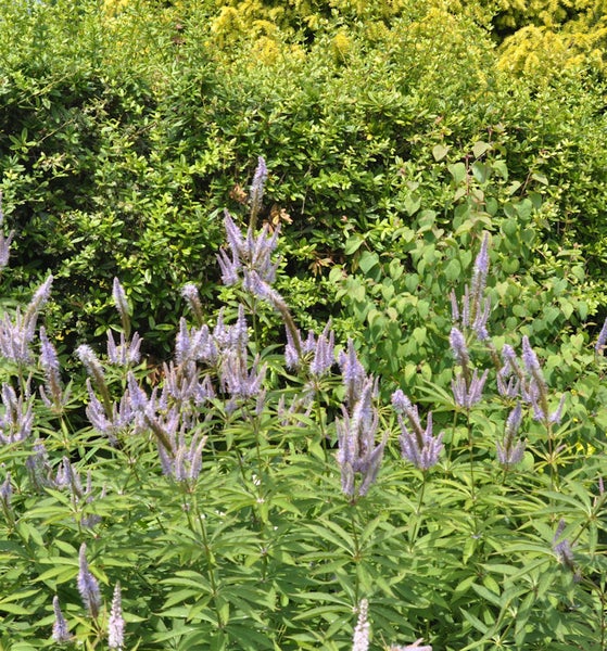 Nahaufnahme von Ehrenpreis Pflanzen im Gartenbeet