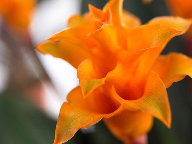 Calathea crocata 'Candela' - Orangefarbene Blüten - Hingucker - ⌀14 - ↕35 cm