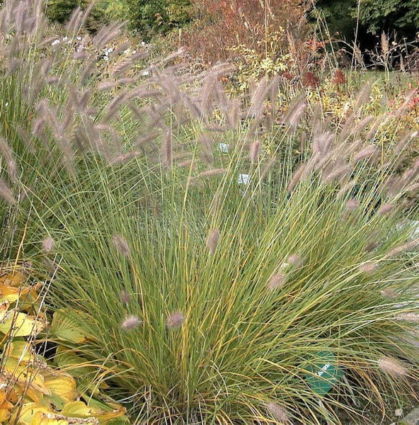 Büschel von Lampenputzergras im Garten