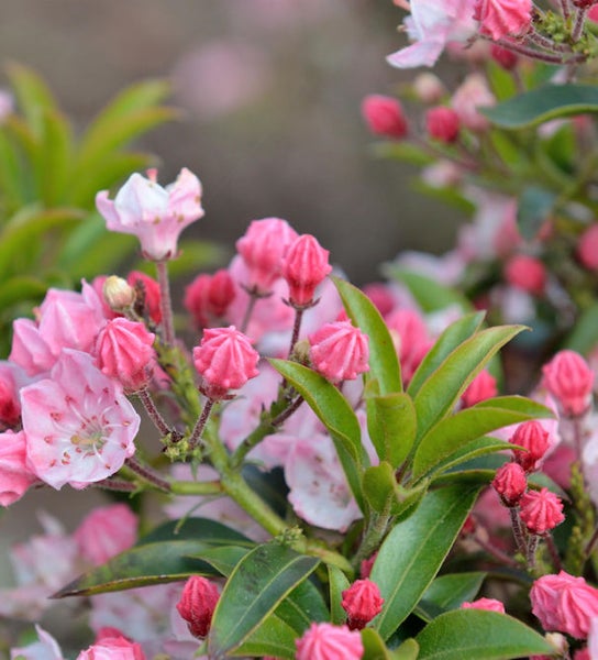 Detailaufnahme eines Kalmienstrauchs mit rosa Blüten und grünen Blättern.