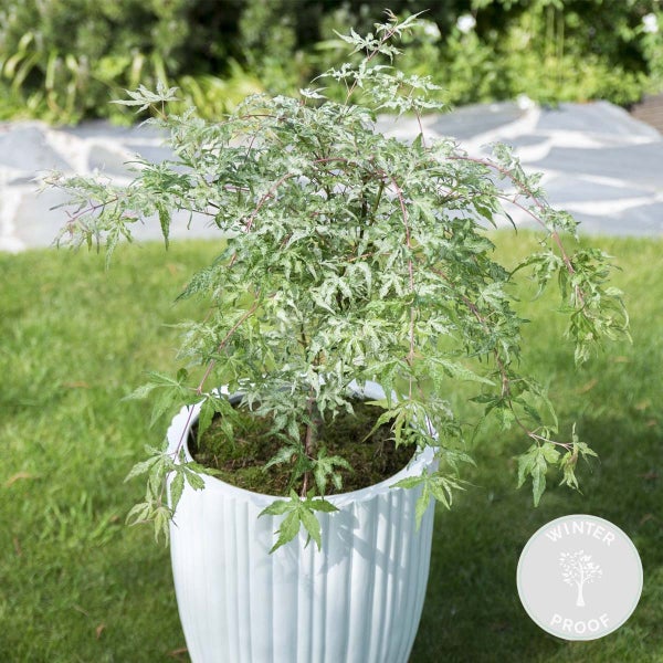 Acer 'Ukigumo' - Japanischer Ahorn - Strauch - Pflegeleicht - ⌀13 cm - 30-35 cm
