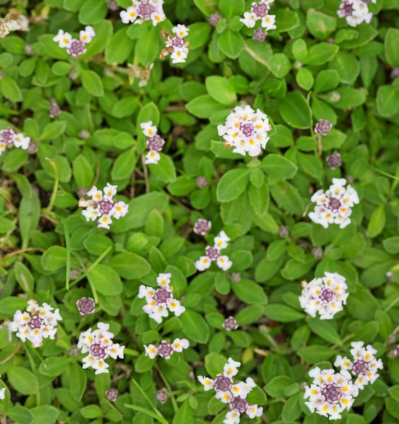 Bodenbedeckung mit Blättern und Blüten