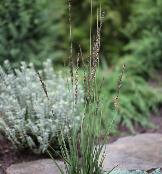 Gras mit langen grünen Blättern und braunen Blütenständen im Garten.