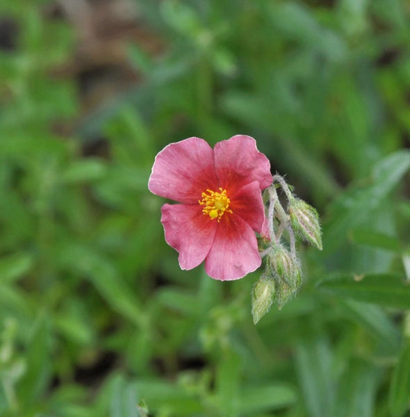 Einzelne rosafarbene Sonnenröschenblüte im Garten