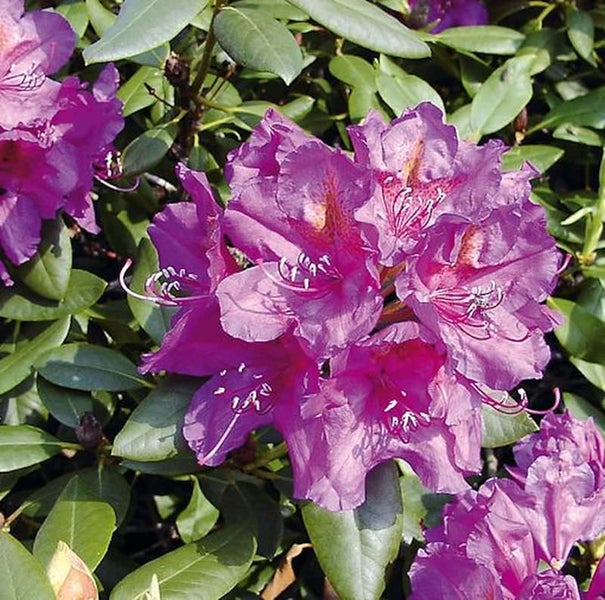 Nahaufnahme einer blühenden Rhododendronpflanze