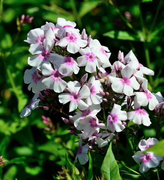 Flammenblume mit weißen und rosafarbenen Blütenblättern