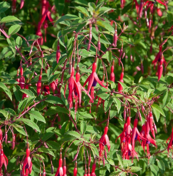 Fuchsienpflanze mit roten Blüten und grünen Blättern.