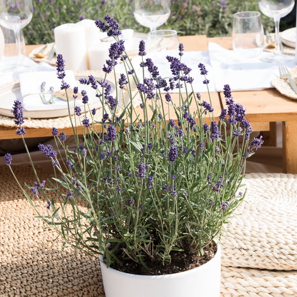 Bloomique - 6er-Set - Lavandula Angustifolia - Lavendelpflanze - Gartenpflanzen - Winterhart - 15-20 cm Hoch - Topf 10,5 cm