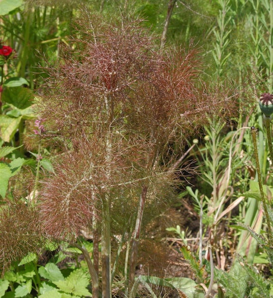 Fenchelpflanze im Garten