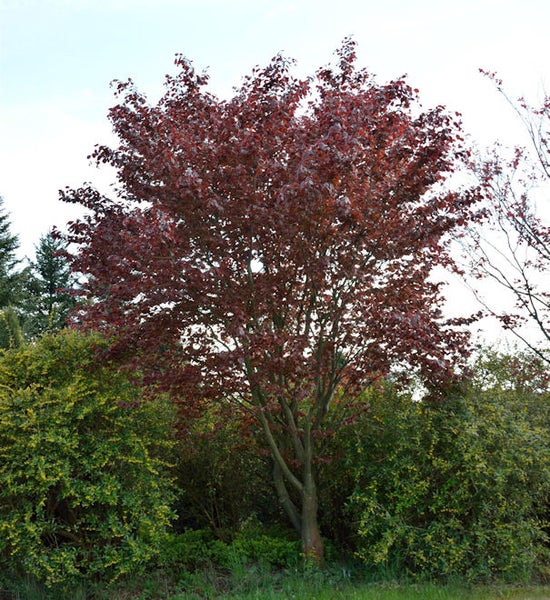Ahornbaum mit roten Blättern im Garten.