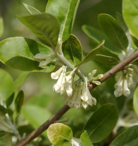 Blüten und Blätter der Ölweide