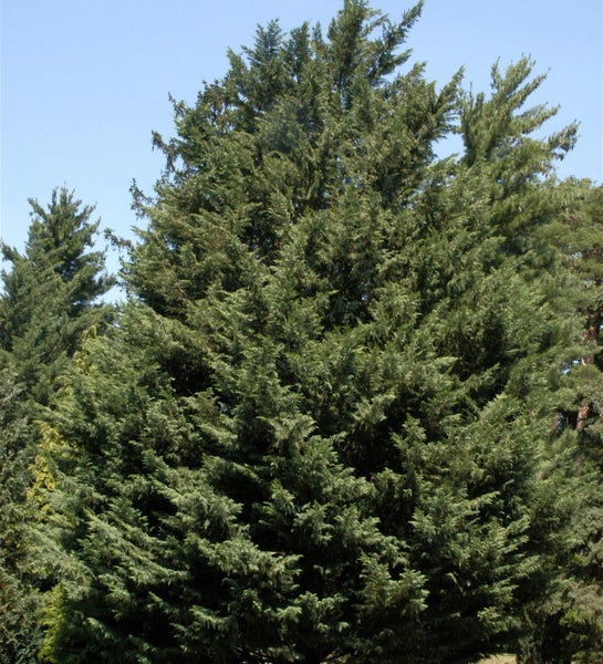 Großer Baum mit grünen Blättern