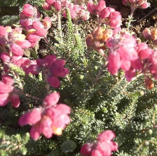 Besenheide mit Blüten