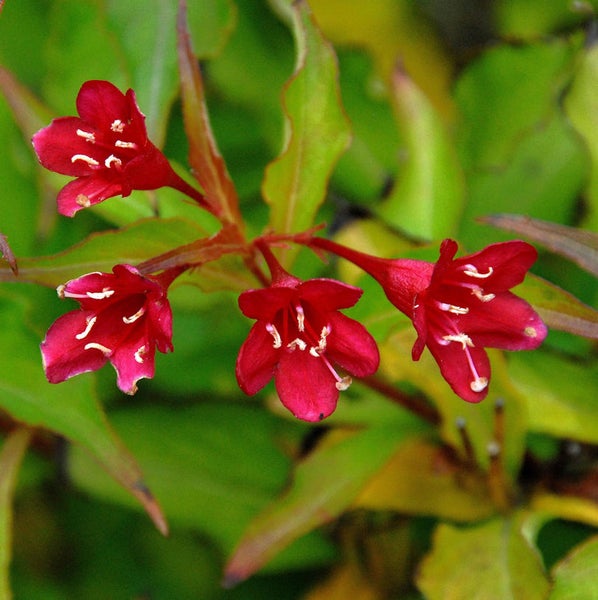 Nahaufnahme von roten Weigelienblüten mit grünen Blättern
