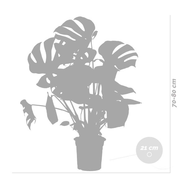 Bloomique - Monstera Deliciosa - Fensterblatt - Zimmerpflanzen - Pflegeleicht - Luftreinigend - Höhe 70-80 cm - Topf 21 cm