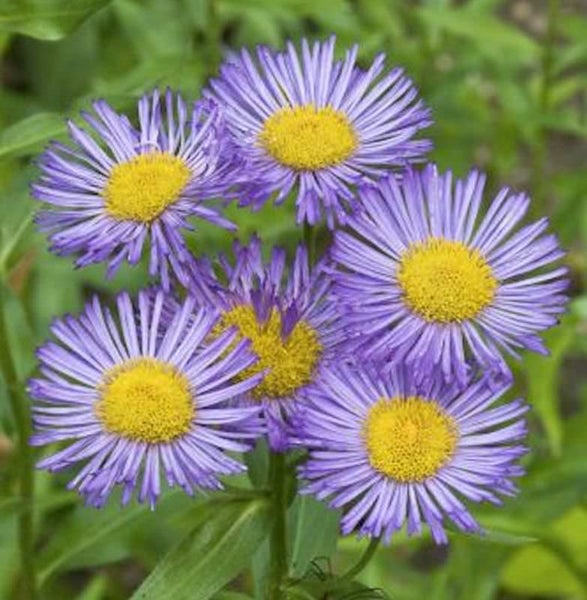 Nahaufnahme von fünf lila Gänseblümchen mit gelben Zentren