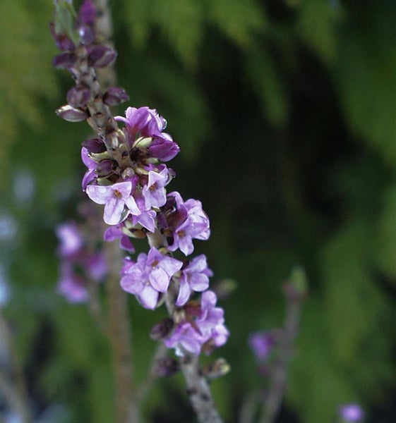 Nahaufnahme von blühenden Seidelbast-Zweigen