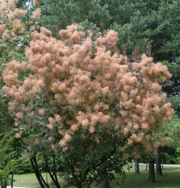 Perückenstrauch im Garten