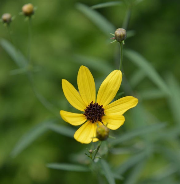 Gelbe Coreopsis Blüte mit braunem Zentrum im Garten