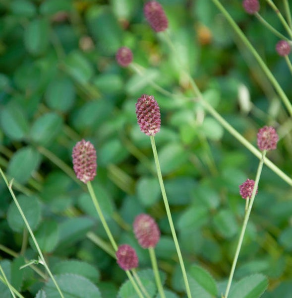 Wiesenknopf-Pflanze mit runden, blühenden Köpfen im Garten