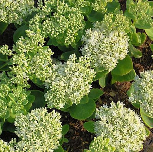 Nahaufnahme von Fetten Hennen mit Blüte