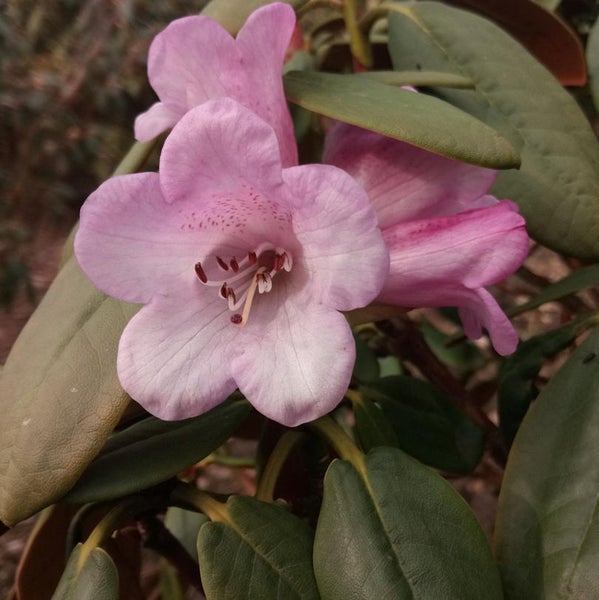 Nahaufnahme von Rhododendronblüten mit Blättern