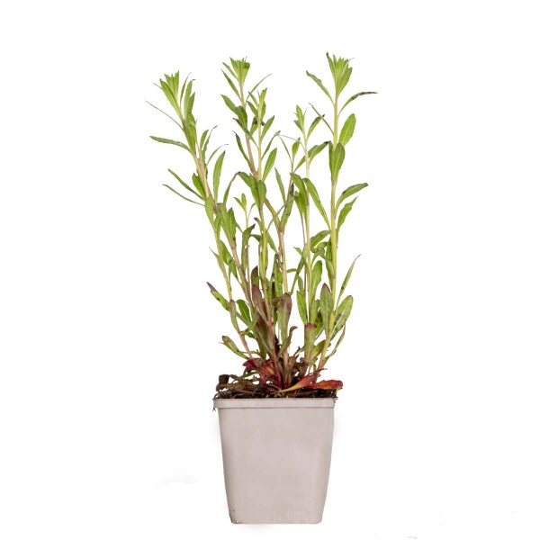 Gaura Lindheimeri - Schöne Kerze - Staude - Winterhart – ⌀9 cm - ↕10-15 cm