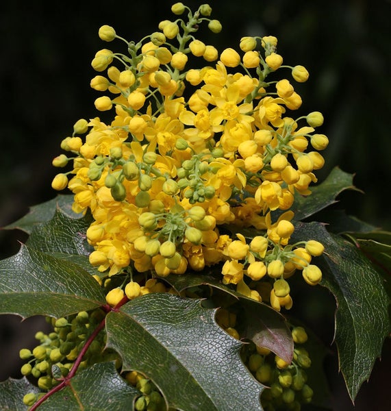 Blütenstand der Mahonie mit gelben Blüten und grünen Blättern