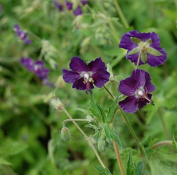Nahaufnahme von lila Storchschnabelblüten im Garten.