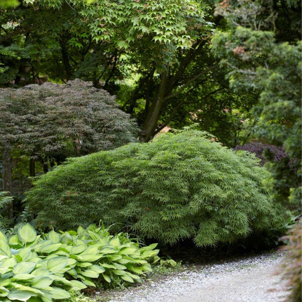 Bloomique - Acer Palmatum Dissectum - Japanischer Ahorn - Grünes Laub - Gartenpflanzen - Winterhart - 50-70 cm Hoch - Topf 19 cm