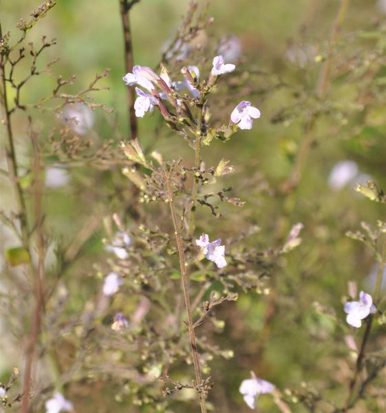 Nahaufnahme einer Nemesie Pflanze mit zarten Blüten