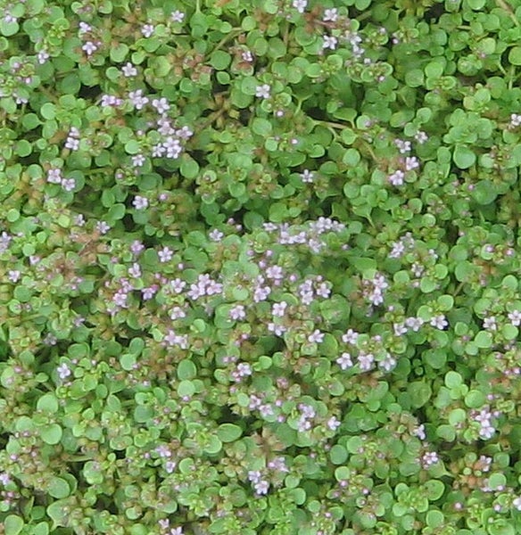 Dickblattgewächse mit kleinen Blättern und zarten Blüten