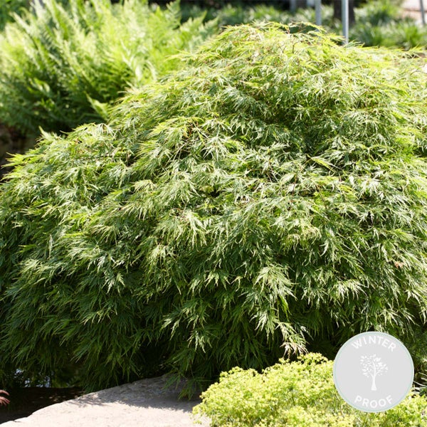 Acer palmatum 'Emerald Lace' – Japanischer Ahorn – Strauch – Winterheart – ⌀19 cm – ↕60-70 cm