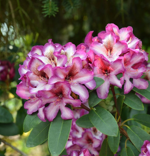 Nahaufnahme einer Rhododendronblüte mit Blättern