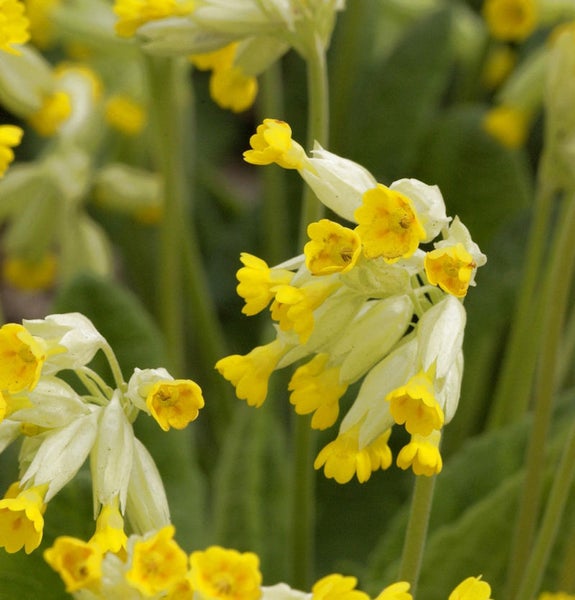 Nahaufnahme von gelben Wiesen-Schlüsselblumen