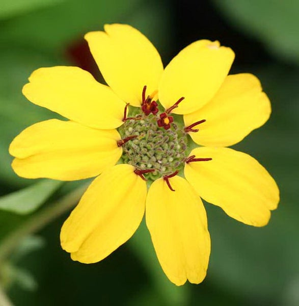 Gelbe Blume im Detail