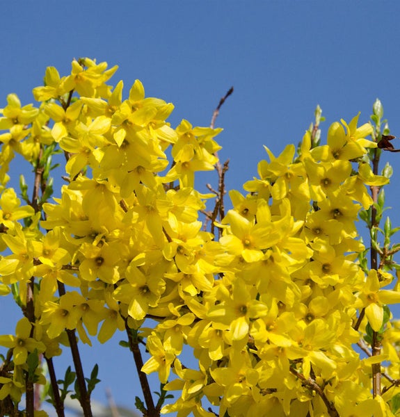 Forsythie mit gelben Blüten vor blauem Himmel
