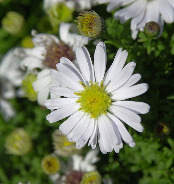 Nahaufnahme einer weißen Asterblume im Garten