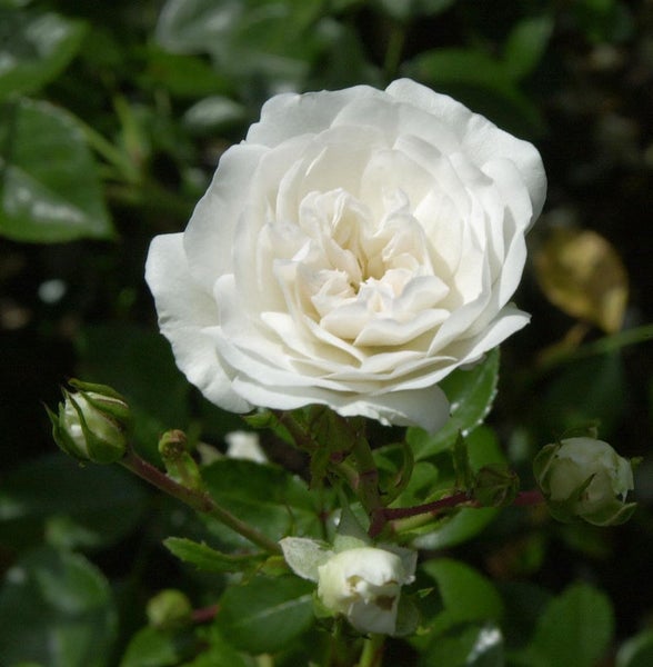 Nahaufnahme einer weißen Rose mit Blütenknospen
