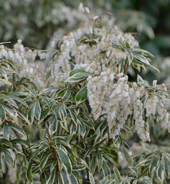 Schirmfächerblume mit weißen Blüten und Blättern