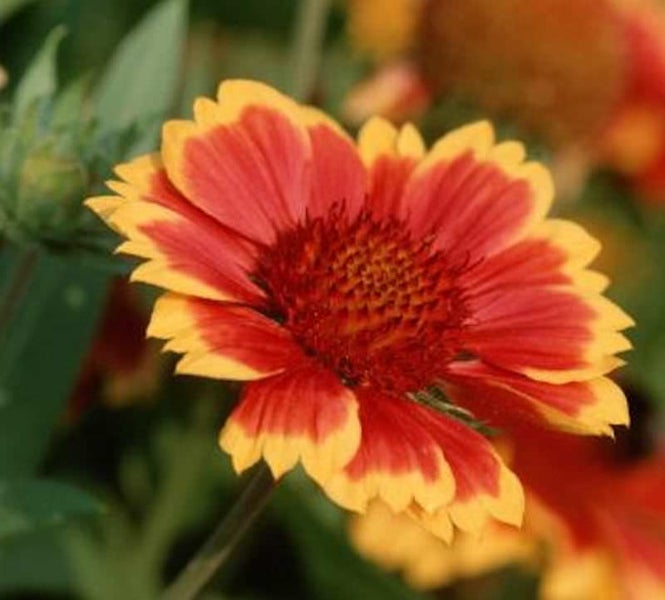 Nahaufnahme einer Kokardenblume