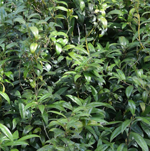 Nahaufnahme eines Lorbeerrosenstrauchs im Garten.