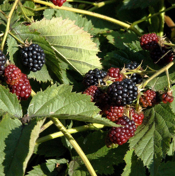 Brombeerstrauch mit reifen und unreifen Früchten