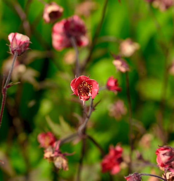Nahaufnahme von Geum Pflanzenblüten im Garten