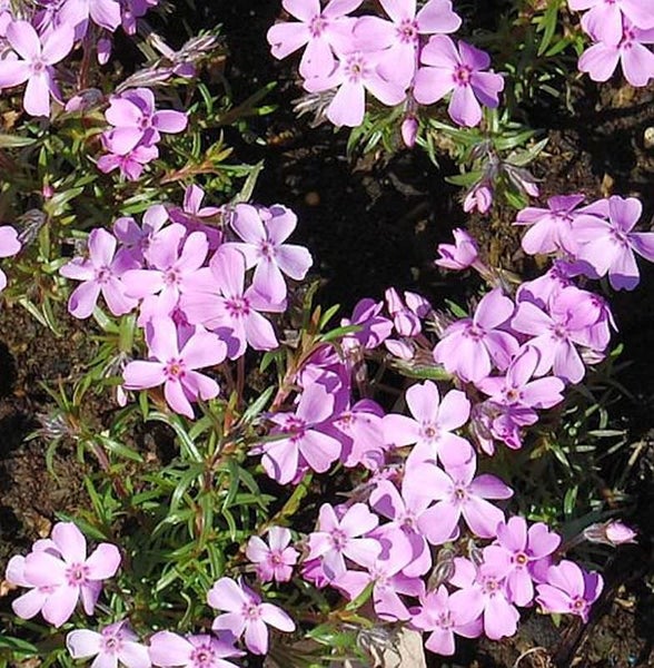 Blütenpolster-Phlox im Garten