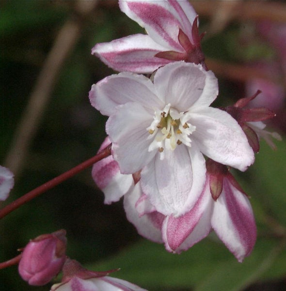 Blüte der Deutzie im Detail