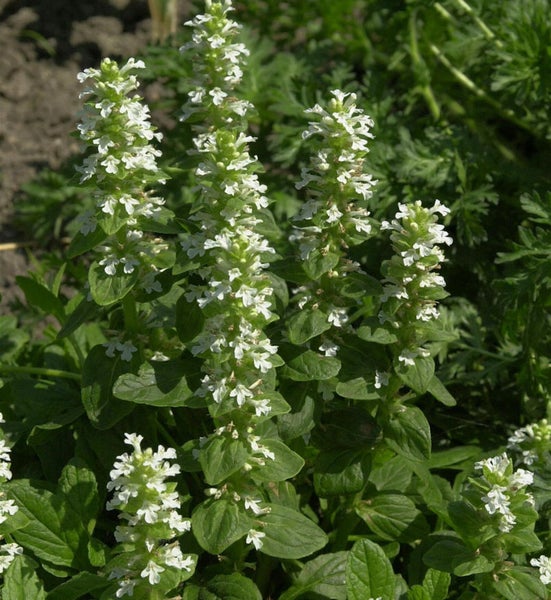 Blühende Poleiminze im Garten